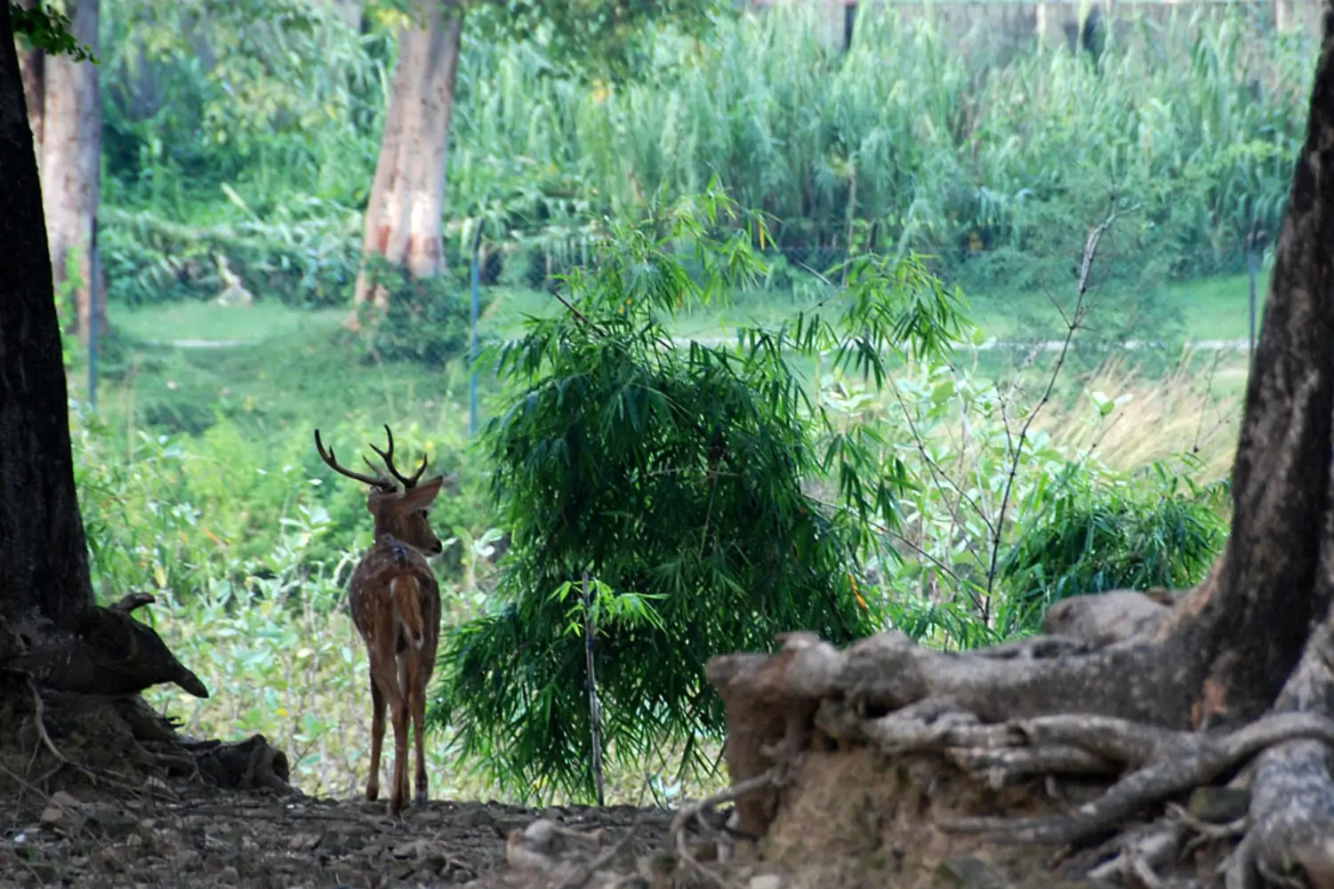 Deer Park (Mrigadava)